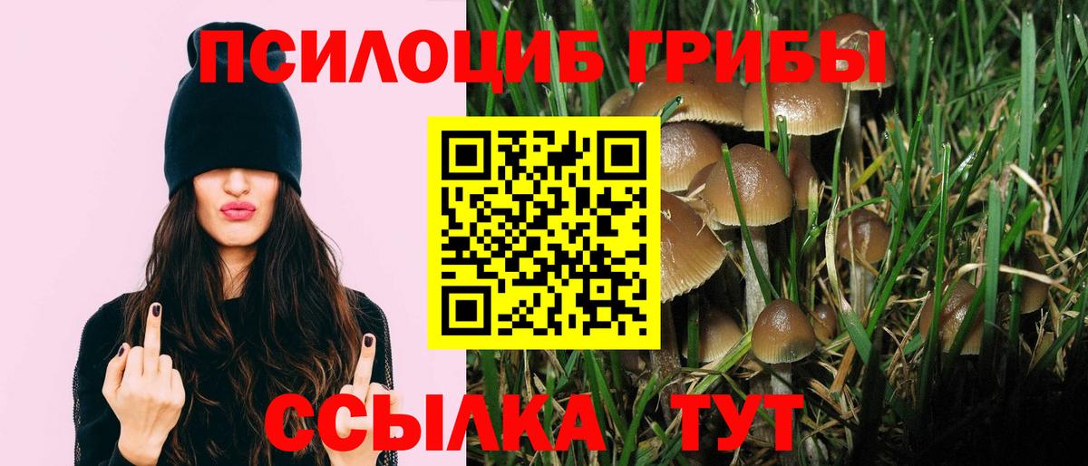 Псилоцибиновые грибы Psilocybine cubensis Ипатово